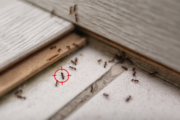 Best Pest Inspection Near Me  in Vinings, GA
